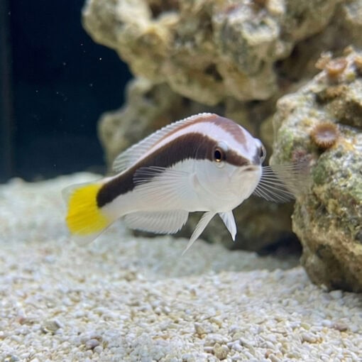 Picta Coris Wrasse - Image 3
