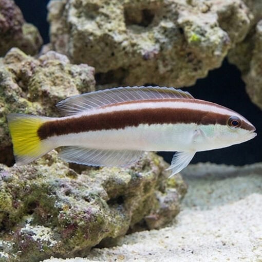 Picta Coris Wrasse - Image 4