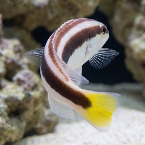 Picta Coris Wrasse - Image 5