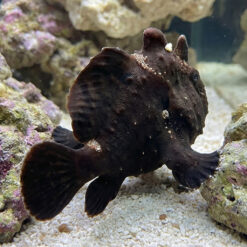 Alternative view of Black Angler