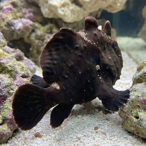 Black Angler - Image 2
