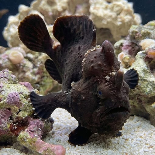 Black Angler - Image 3