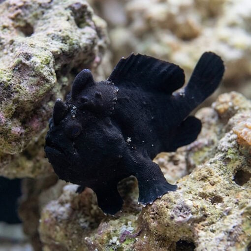 Black Angler - Image 4