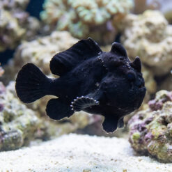 Black Angler frogfish swimming midwater above sandy substrate with coral reef background, showing textured black body and pectoral fins