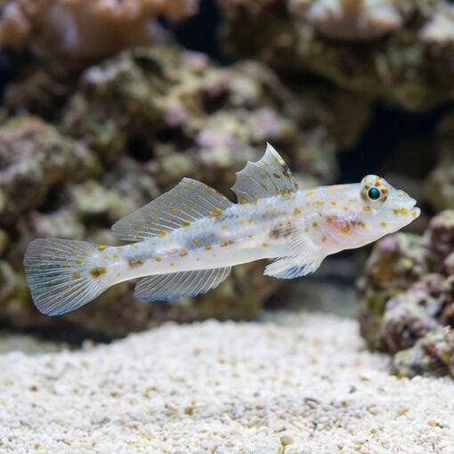 Common Fusegoby