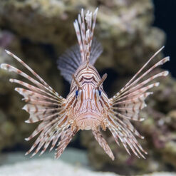 Alternative view of Volitan Lionfish  Lunulata/Russelii