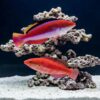 Conde's Fairy Wrasse