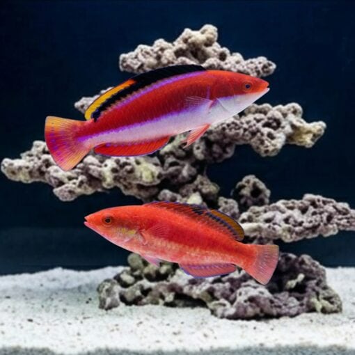 Conde's Fairy Wrasse