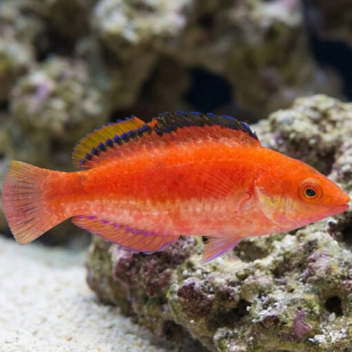 Conde's Fairy Wrasse - Image 4