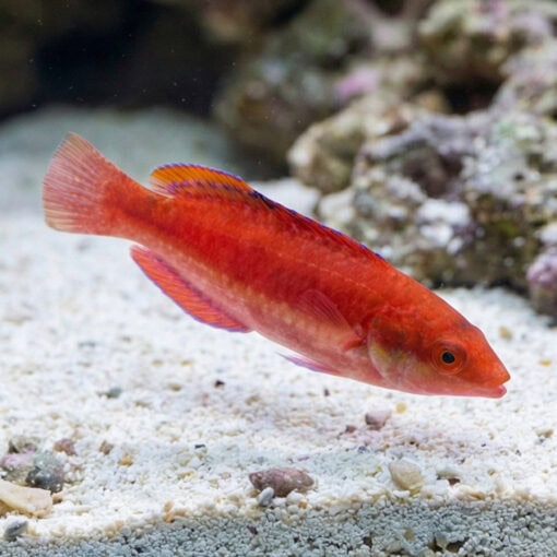 Conde's Fairy Wrasse - Image 5