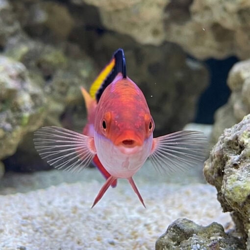 Conde's Fairy Wrasse - Image 2