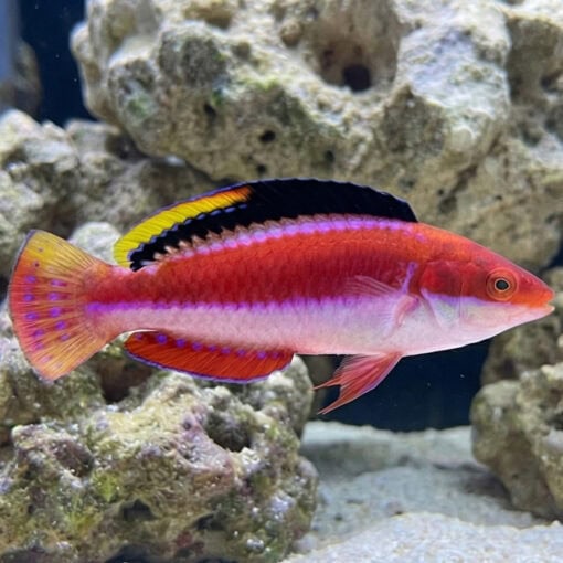 Conde's Fairy Wrasse - Image 3