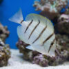 Convict Tang