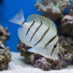 Convict Tang