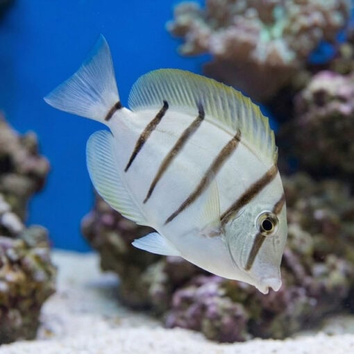 Convict Tang