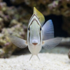 Alternative view of Convict Tang