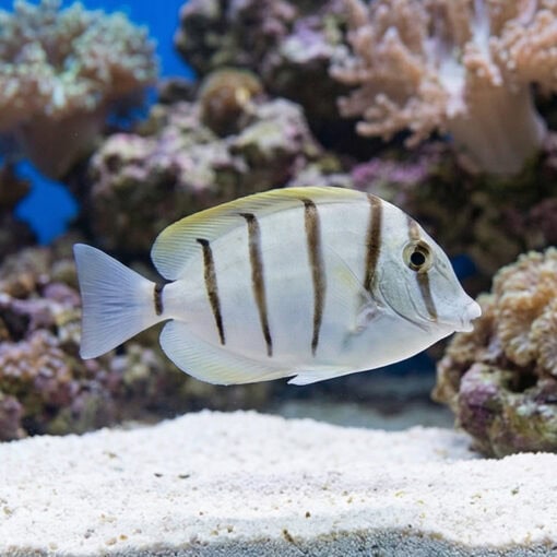 Convict Tang - Image 3