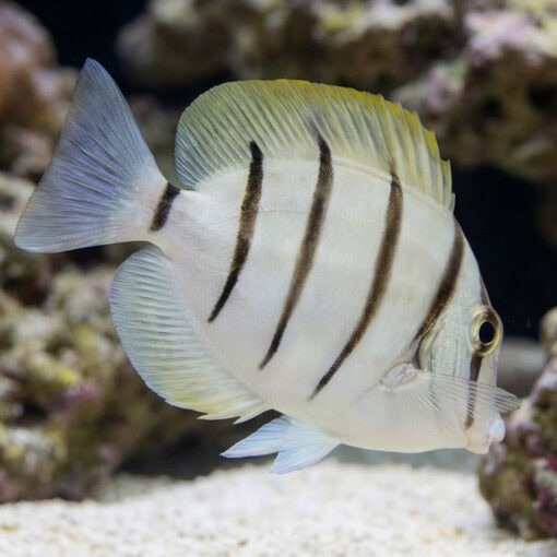 Convict Tang - Image 4