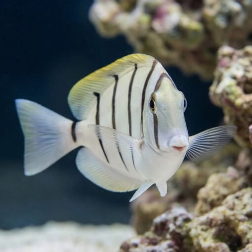 Convict Tang - Image 5
