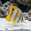Copperband Butterfly