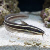Coral Catfish  - Venemous