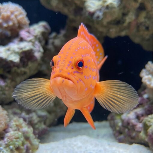 Miniatus Grouper - Image 2