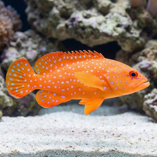 Miniatus Grouper - Image 3