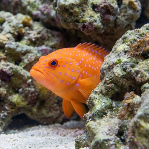 Miniatus Grouper - Image 4