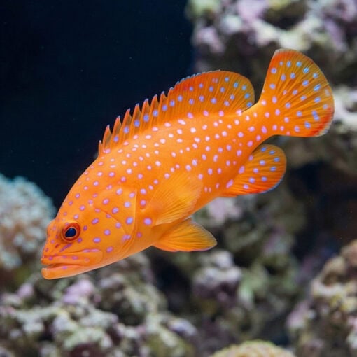 Miniatus Grouper - Image 5