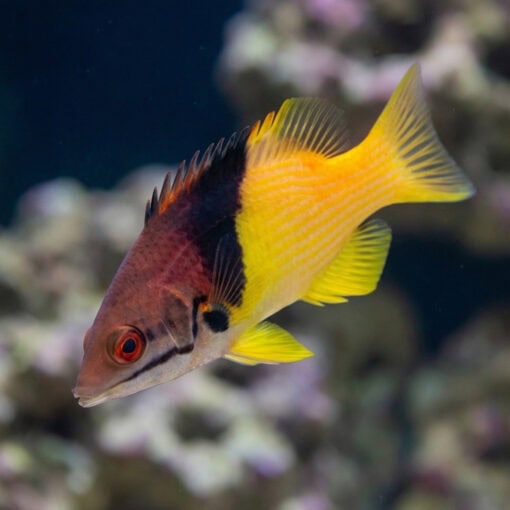 Eclipse Hogfish - Image 3