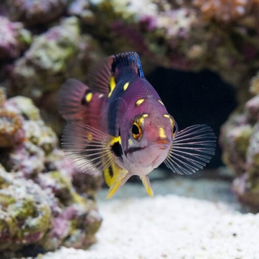 Eclipse Hogfish - Image 2