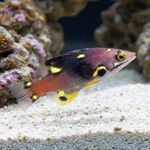 Eclipse Hogfish - Image 4
