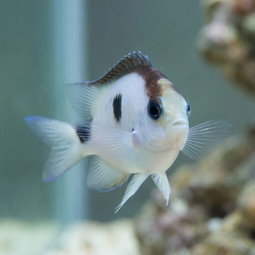 Corazons Damsel - Image 2