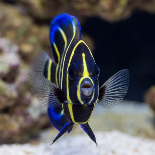 Cortez Angelfish - Image 2