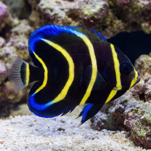 Cortez Angelfish - Image 3