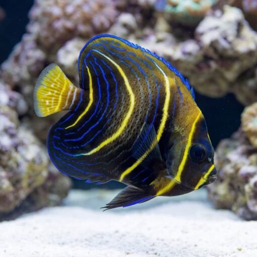 Cortez Angelfish - Image 4