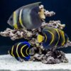 Cortez Angelfish