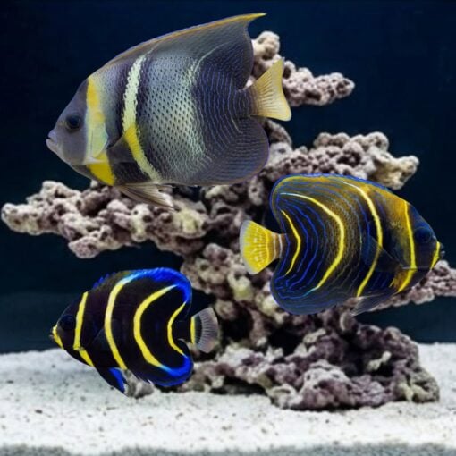 Cortez Angelfish