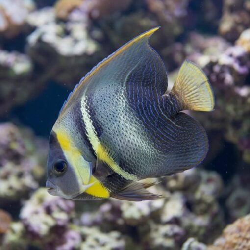Cortez Angelfish - Image 5