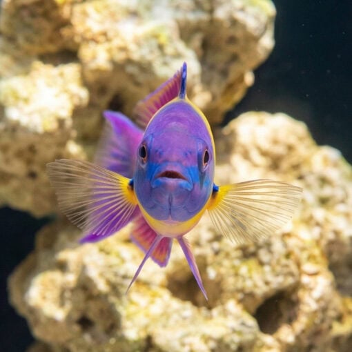 Paddlefin Wrasse - Image 2