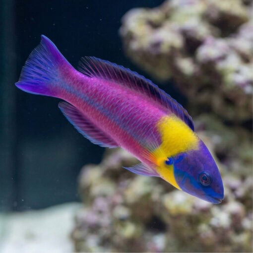 Paddlefin Wrasse - Image 3