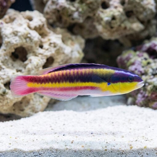 Paddlefin Wrasse - Image 4