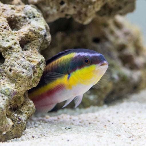 Paddlefin Wrasse - Image 5