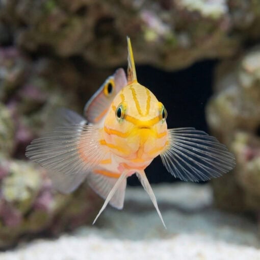 Rainford's Goby - Image 2