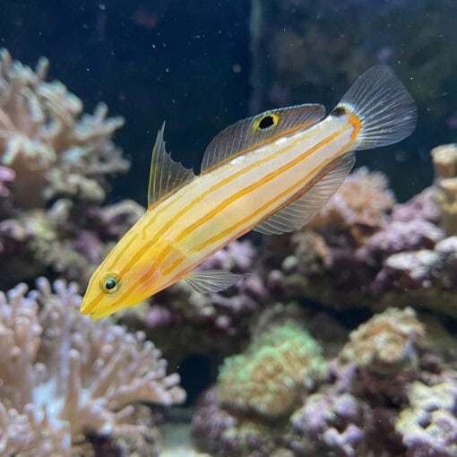 Rainford's Goby - Image 3