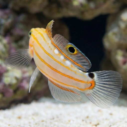 Rainford's Goby - Image 4