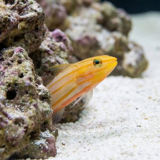 Rainford's Goby - Image 5