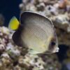 Cream Angelfish