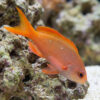 Creole Anthias