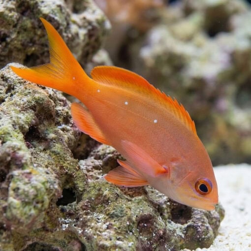 Creole Anthias